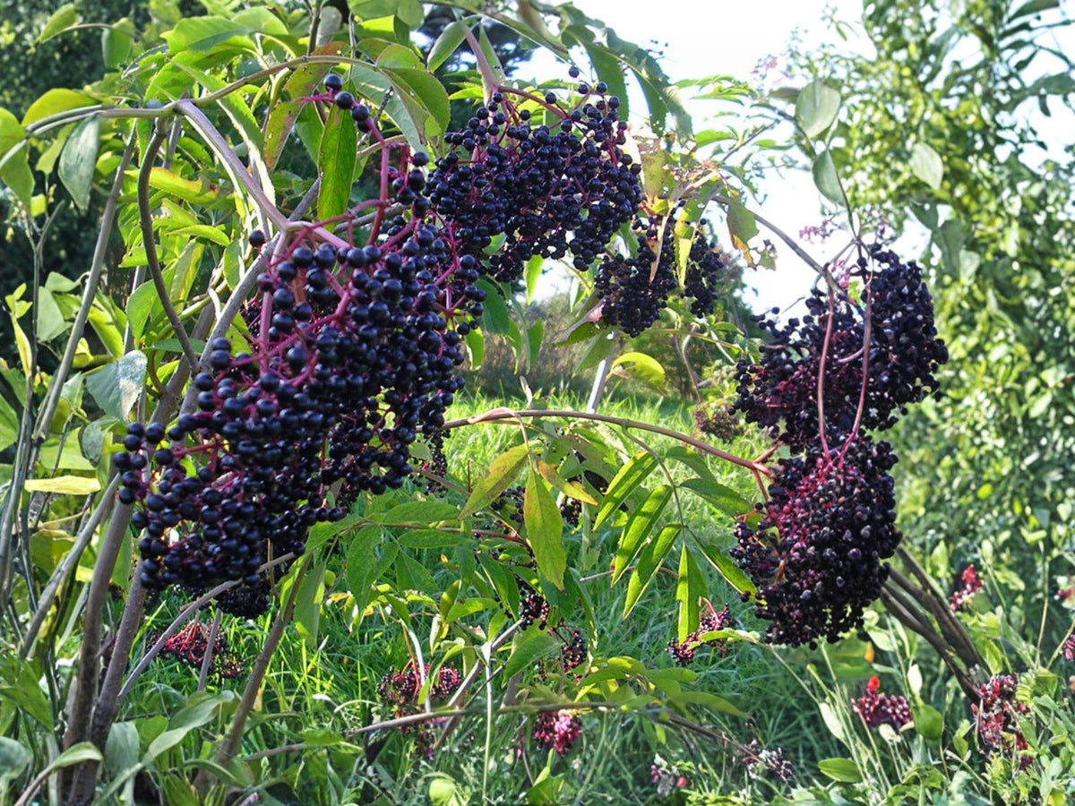 American Elderberry Seeds (100) – Sambucus canadensis – Native Black Elderberry Shrub for Wildlife & Edible Gardens