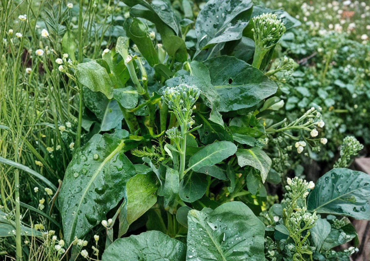 Broccoli Raab Seeds - Heirloom Italian Rapini, Vegetable, 300 Seeds, Spring Rapini, Broccoli-like Buds, Nutty Flavor