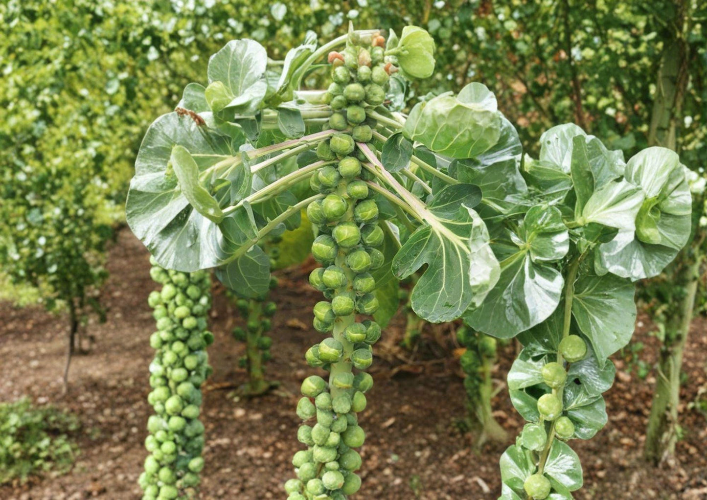 Catskill Brussels Sprouts Seeds – 500 Heirloom Cold Hardy Vegetables for Fall Gardens, Compact Growth, Large Green Sprouts