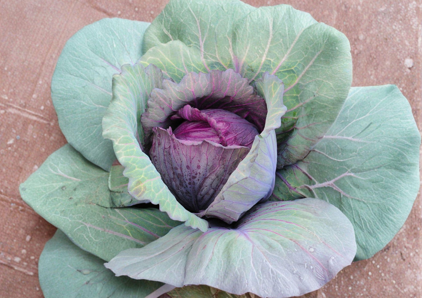 Red Acre Cabbage Seeds - 500 Heirloom, Early, Compact Red Purple Heads, Brassica oleracea