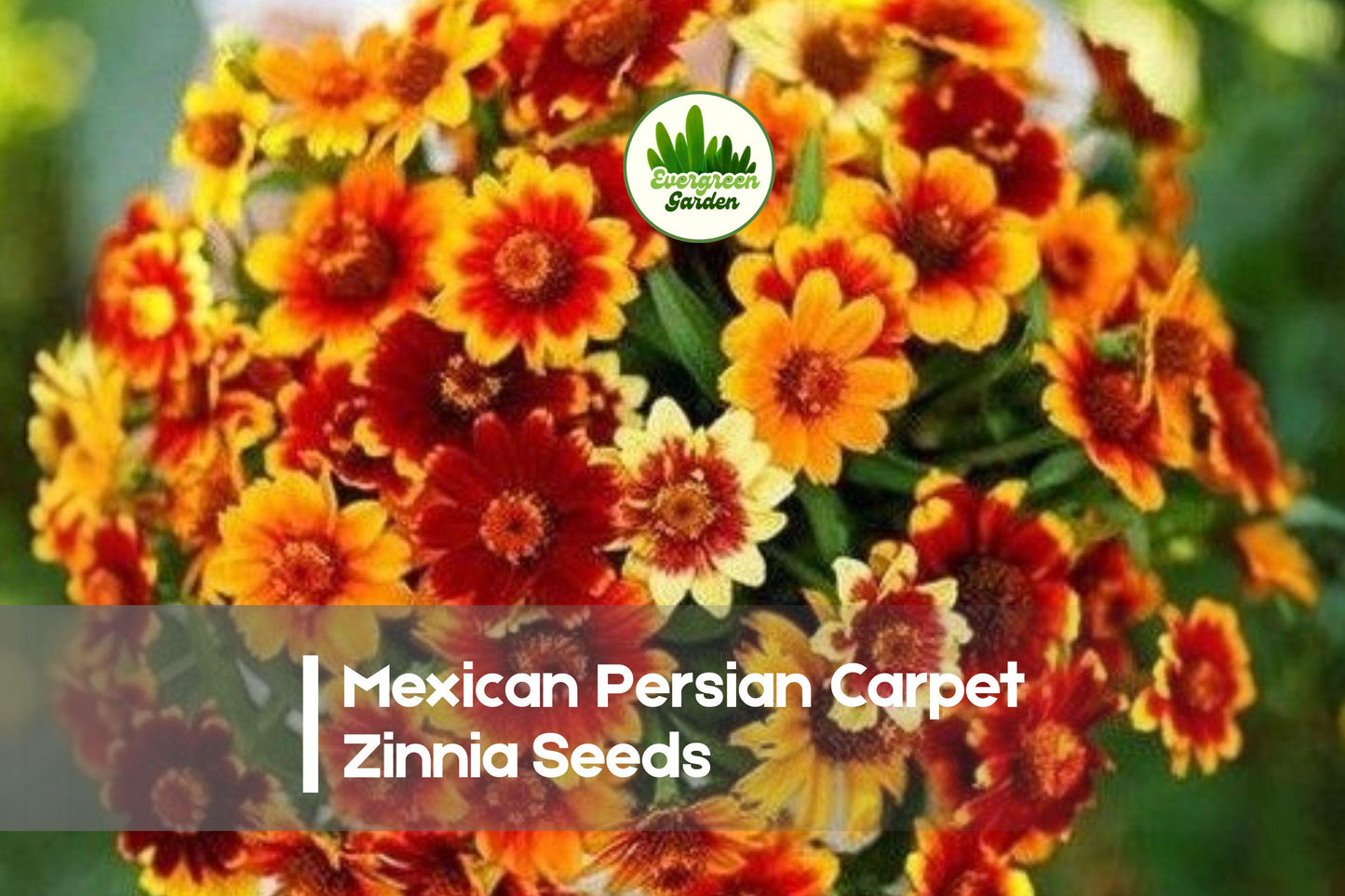 Mexican Persian Carpet Zinnia Seeds – Compact, Warm-Colored Blooms, Pollinator-Friendly, Zinnia haageana, 100 Seeds