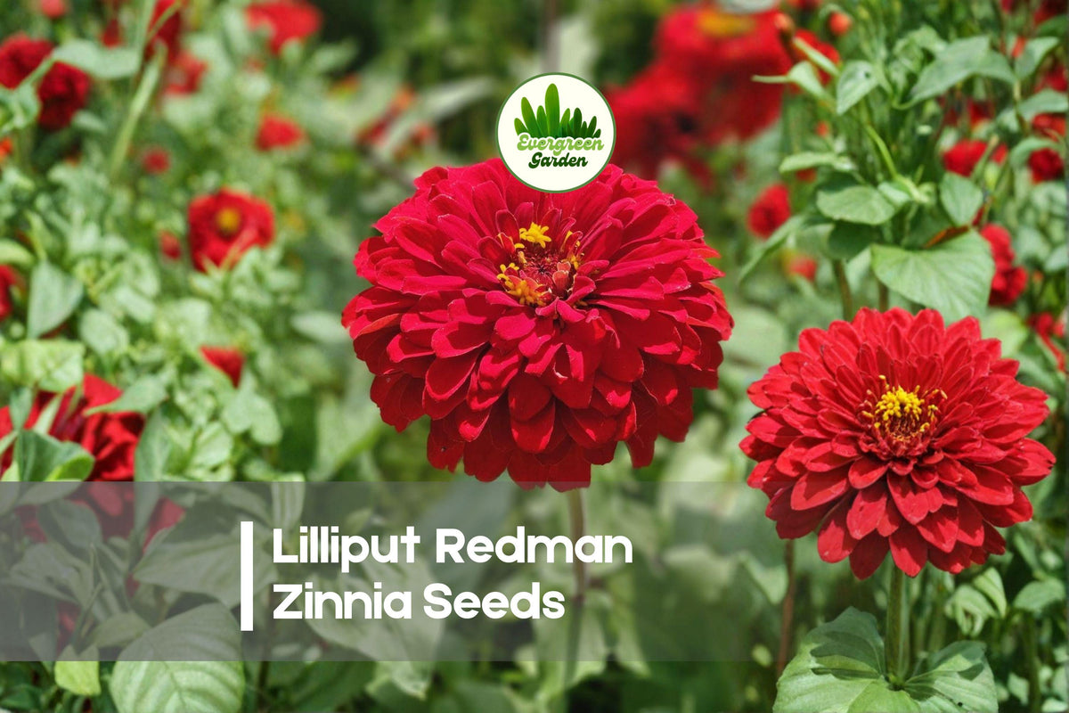 Lilliput Redman Zinnia Seeds – Compact Red Pom-Pom Blooms, Zinnia elegans, Perfect for Borders, Containers & Cut Flowers