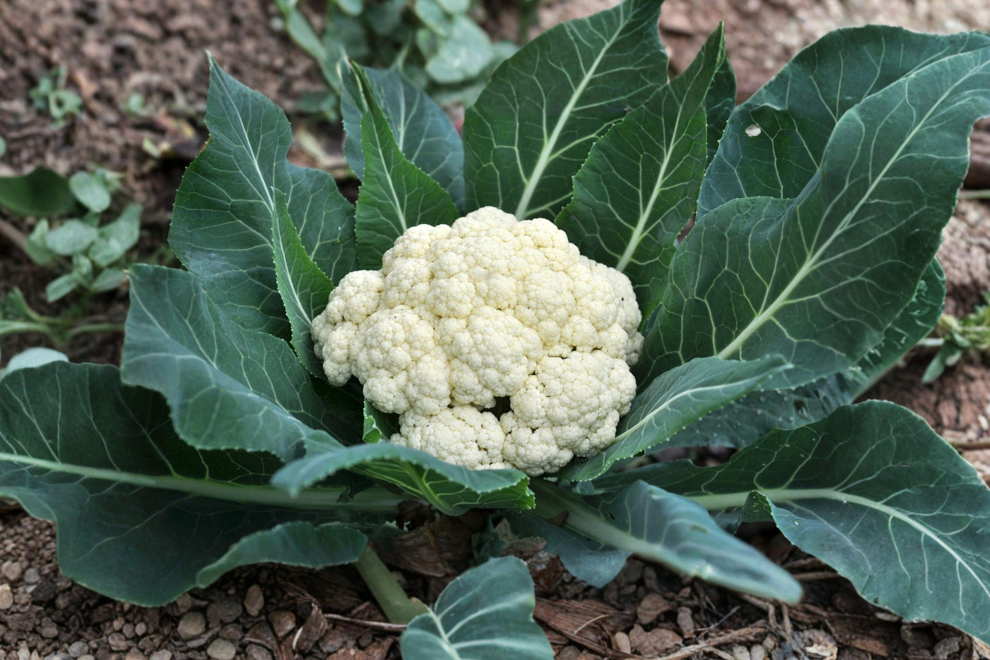 Snowball Y Improved Cauliflower Seeds - 250 Non-GMO Heirloom Seeds for Cool-Season Gardening