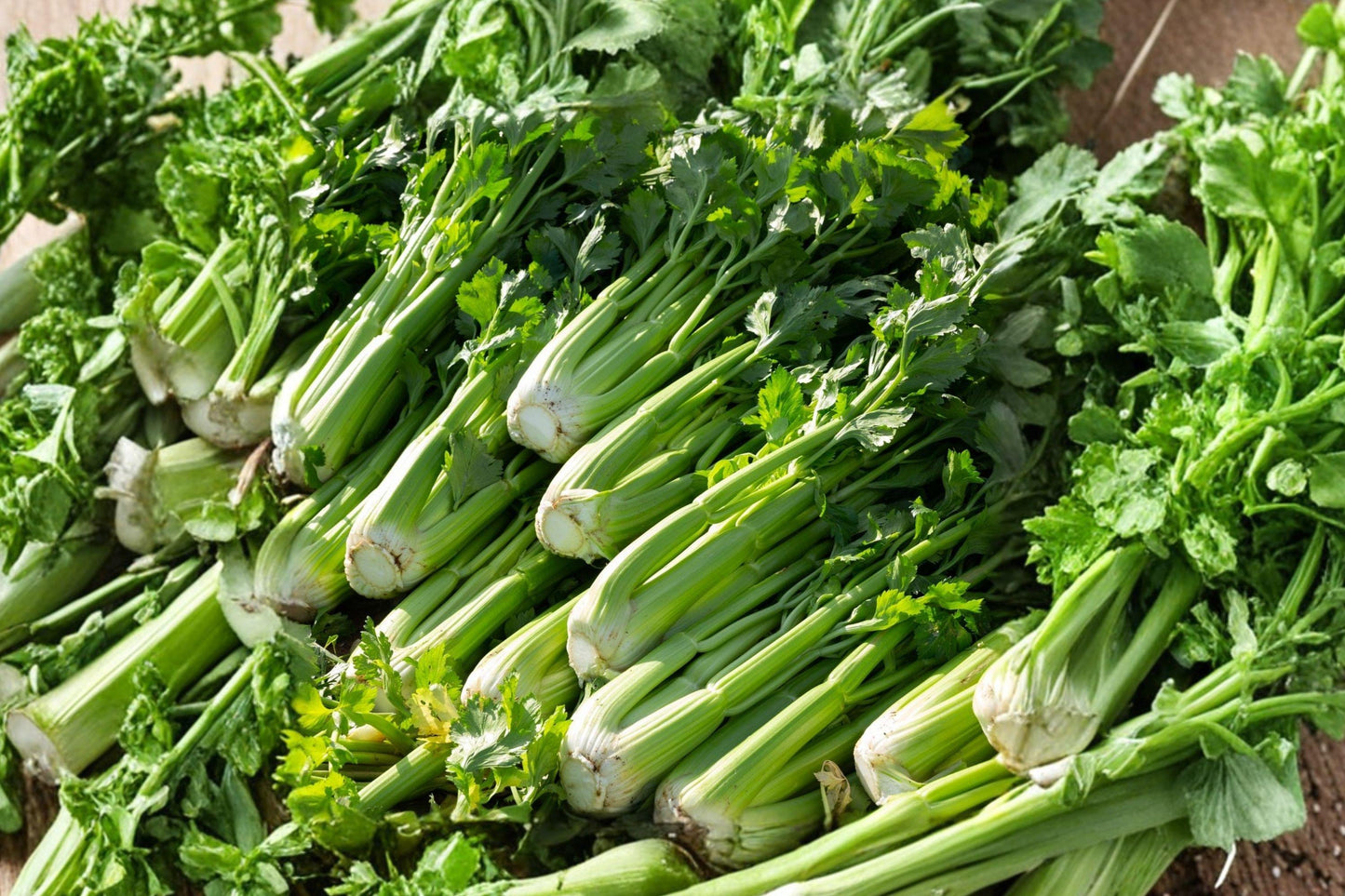 Celery Seeds Tall Utah 52-70 Non-GMO Heirloom 2000 Seeds Pack for Cool-Season Gardening