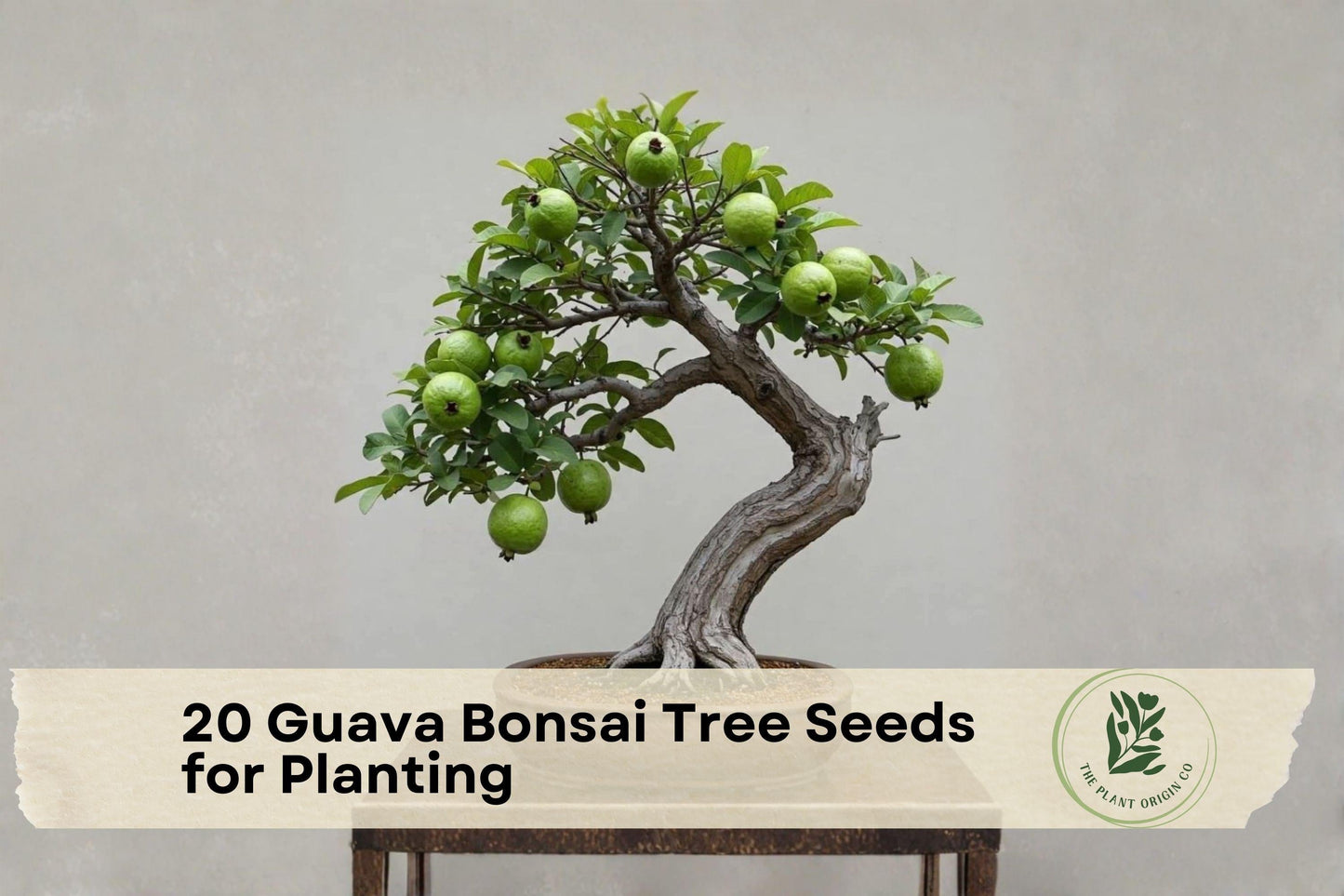 20 Guava Tree Seeds for Planting | Psidium guajava Tropical Bonsai & Container Growing Seeds