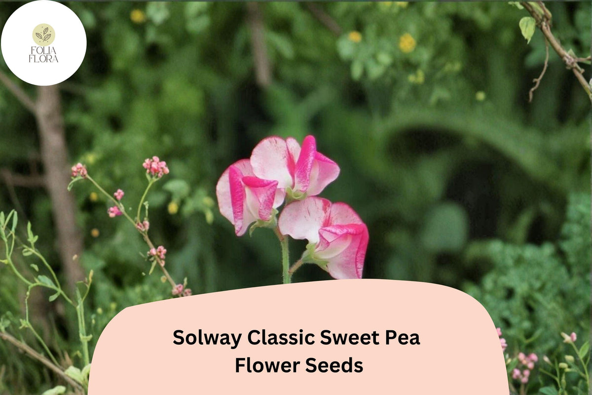 50+ Solway Classic Semi-Dwarf Sweet Pea Seeds | Pastel Climbing Flowers for Garden, Containers & Borders | Lathyrus odoratus