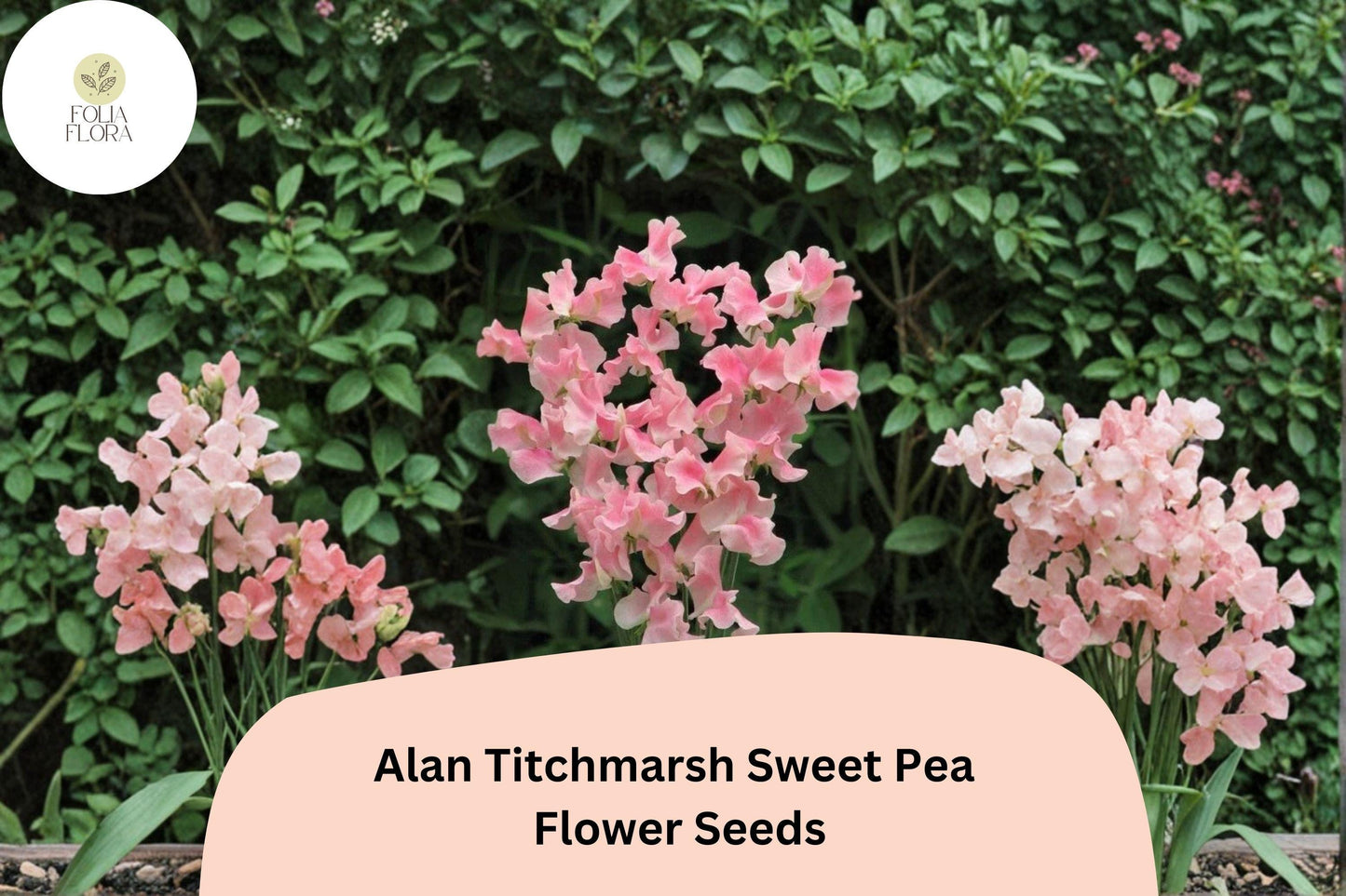 Alan Titchmarsh Sweet Pea Seeds | Climbing Flower, Salmon-Pink, Lathyrus odoratus, Cottage Garden, Heirloom, Vining Plant