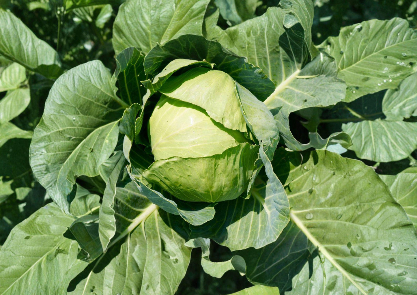 Copenhagen Market Cabbage Seeds – Heirloom, Large Round Heads, Green, Cool-Season Vegetable, 500 Seeds