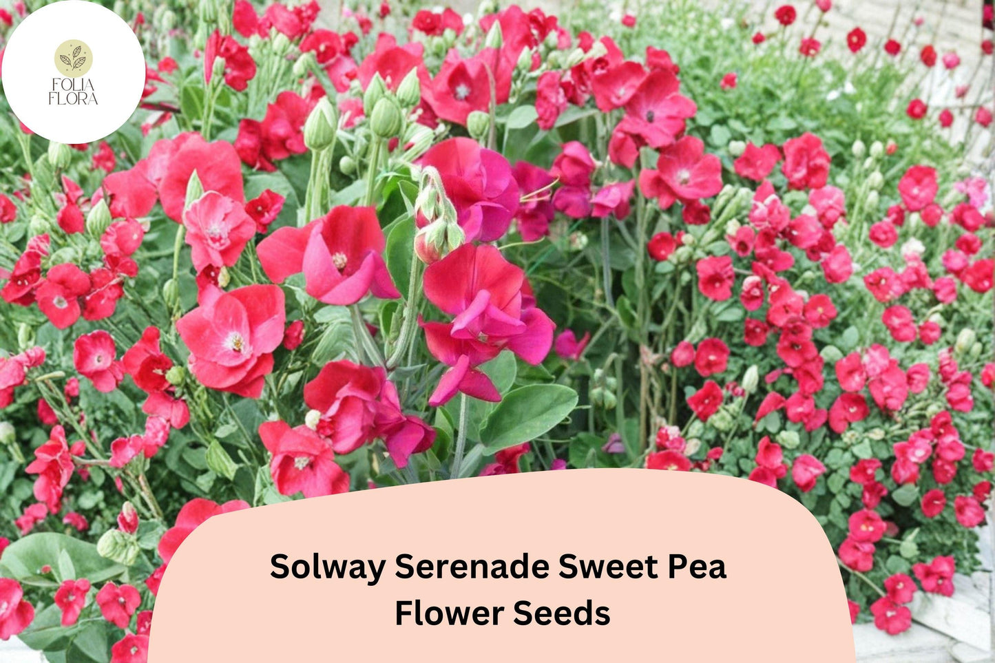 50+ Solway Serenade Semi-Dwarf Sweet Pea Seeds | Soft Pink Climbing Flowers | Lathyrus odoratus