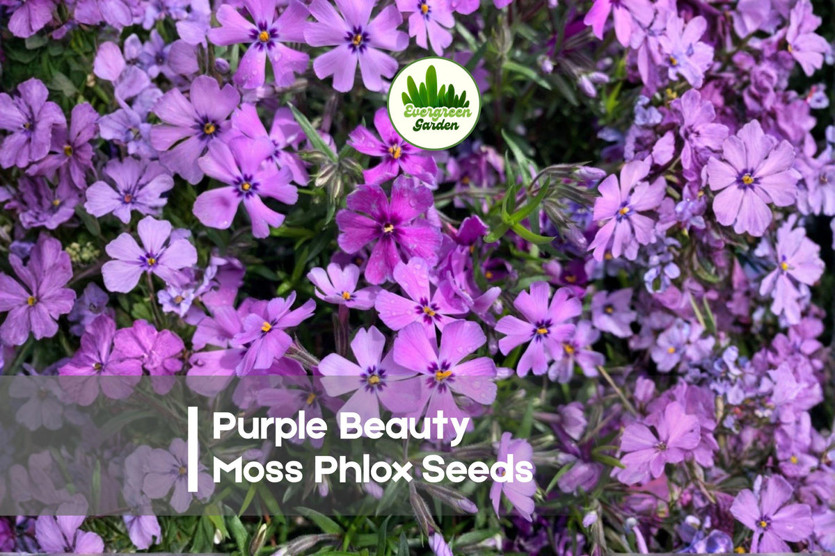 Purple Beauty Moss Phlox Seeds – Ground Cover, Creeping, Vivid Purple Blooms, Phlox subulata, Spring Flowering Perennial