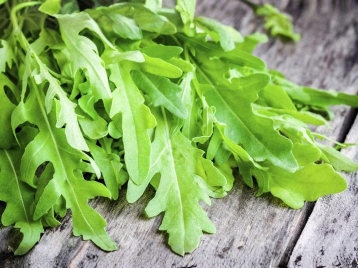 Arugula Seeds – 500 Heirloom Rocket Herb Garden Salad Green, Fast-Growing Leafy Green, Edible Herb, Organic, Annual, Salad Greens