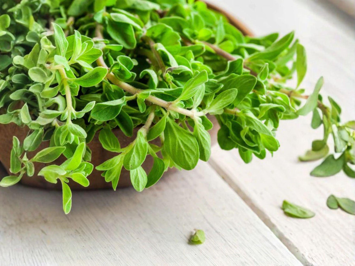 Sweet Marjoram Herb Seeds, 500 Pack – Culinary & Medicinal, Heirloom, Origanum majorana