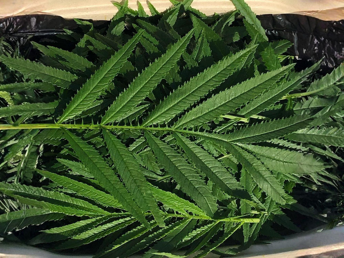 Huacatay Seeds – Peruvian Black Mint, Culinary Herb, Tagetes minuta, Aromatic Leaves, Gourmet Herb Seeds, 100 Seeds