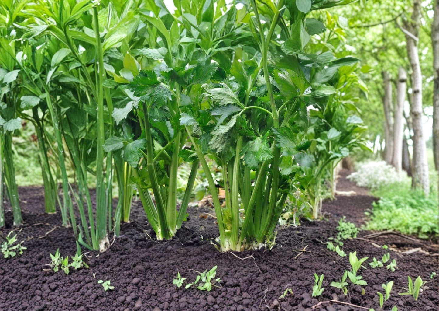 Tall Utah Celery Seeds - 2000 Heirloom Seeds for Crisp Green Stalks, Cool-Season Vegetable, Scientific Name Apium graveolens