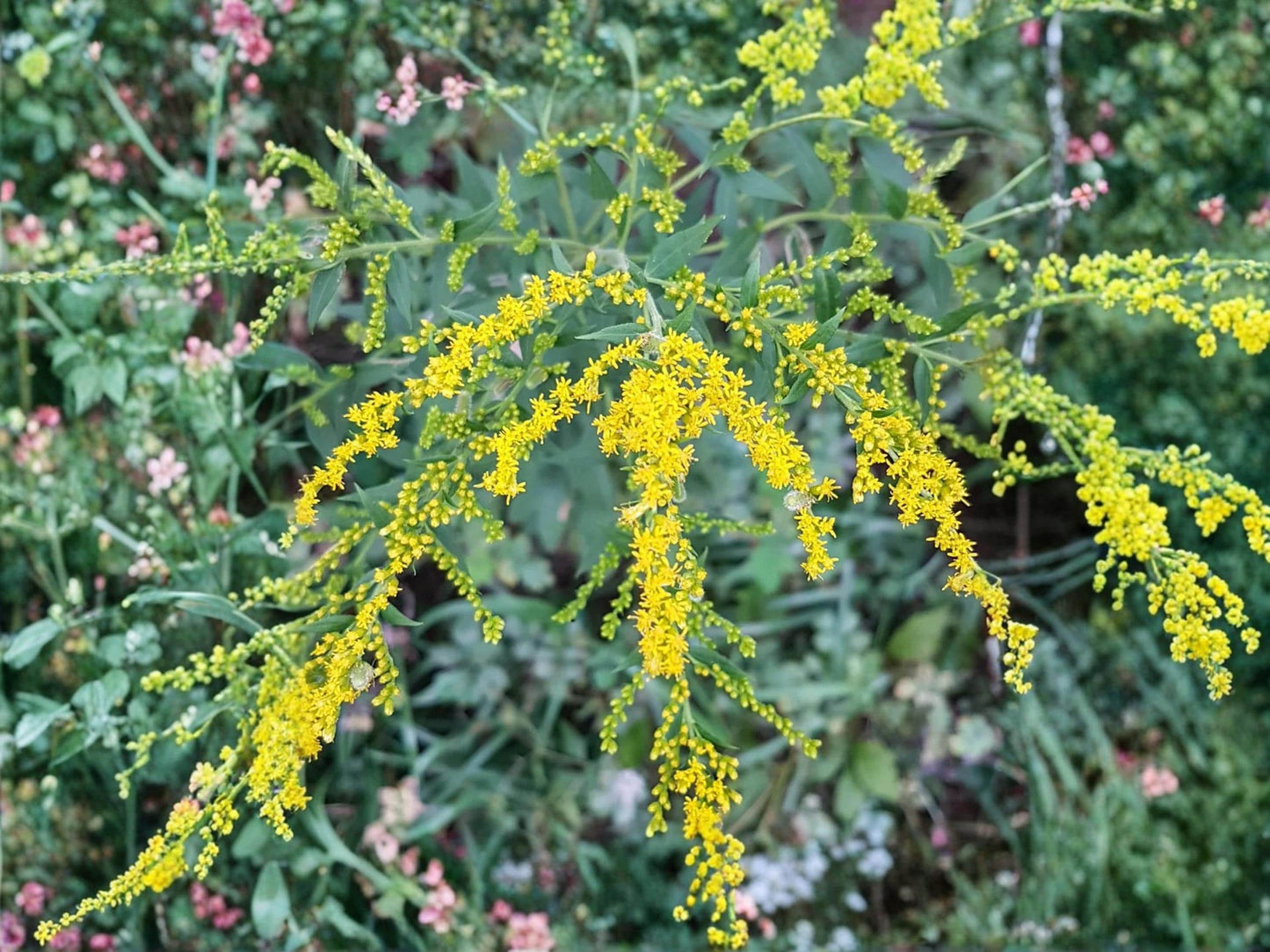 Elmleaf Goldenrod Seeds (100) – Native Perennial Wildflower for Pollinator Gardens – Solidago ulmifolia