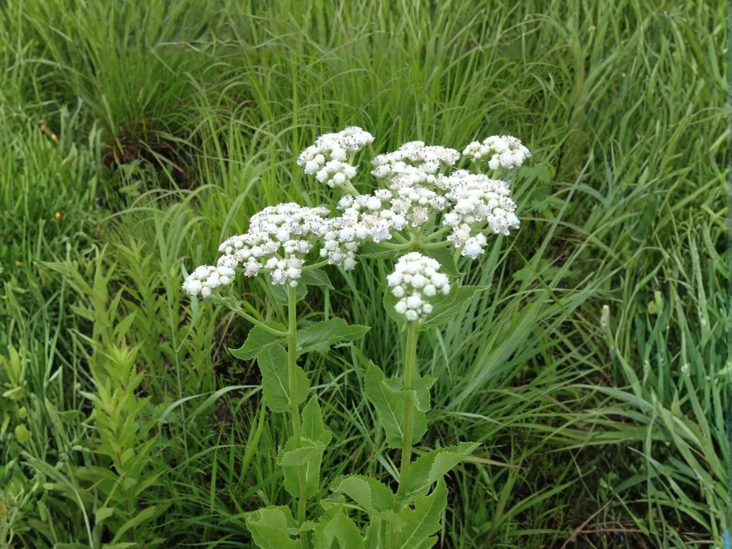 Wild Quinine Seeds 25 Parthenium integrifolium Native Prairie Perennial White Pollinator Plant