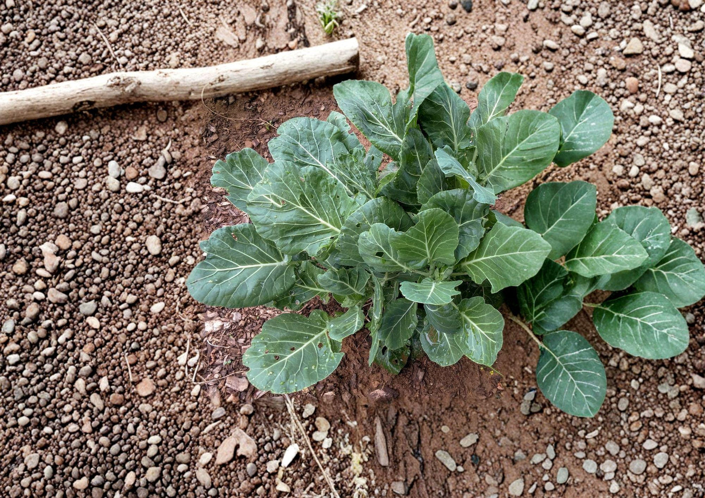 Champion Collard Seeds - Heirloom, Cold Hardy, High Yield, Leafy Vegetable, Garden Seeds, Vegetables, Cool Season, 500 Seeds