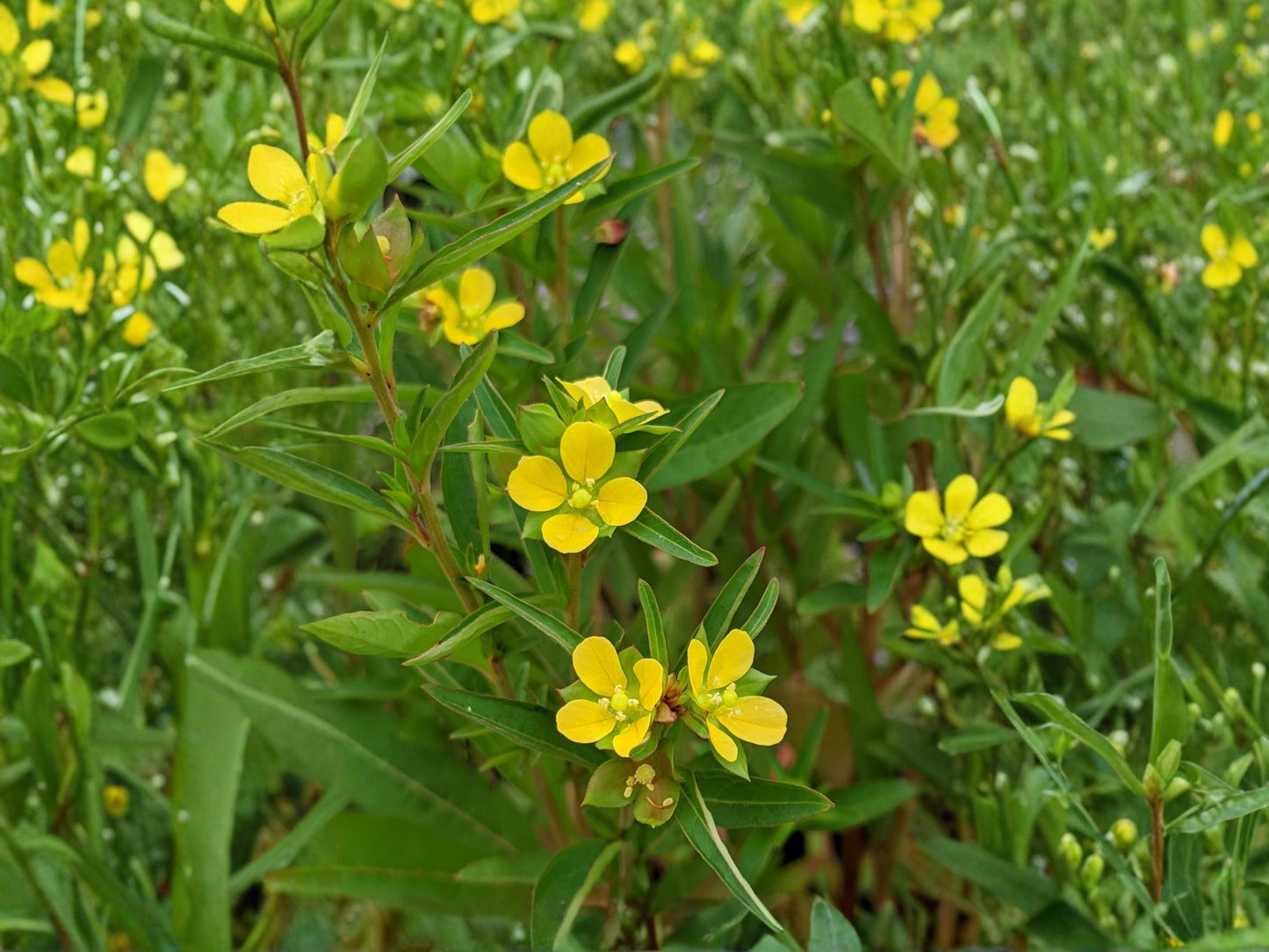 Seedbox Seeds (1000) – Ludwigia alternifolia Native Wetland Wildflower for Rain Gardens & Pond Edges