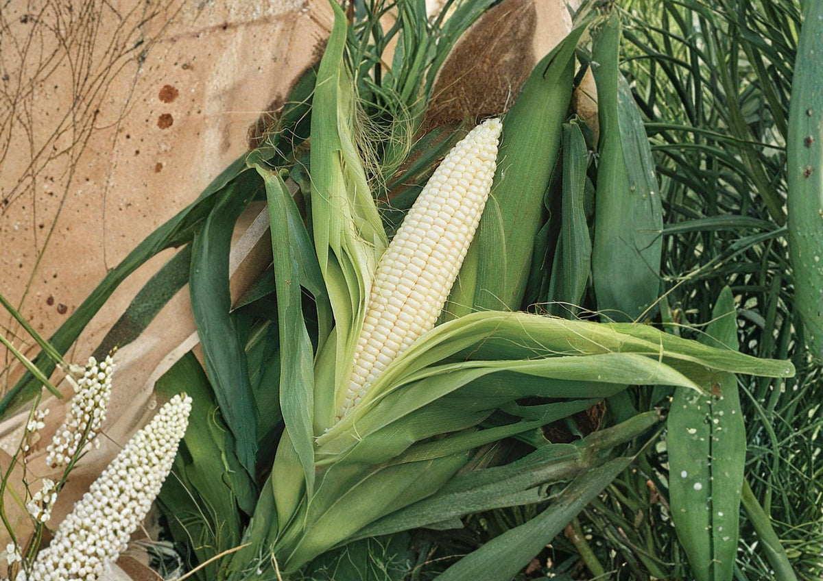 Silver Queen Corn Seeds – 50 White Sweet Hybrid Seeds for Summer Garden, Tender Ears, Classic Flavor, Home Gardening