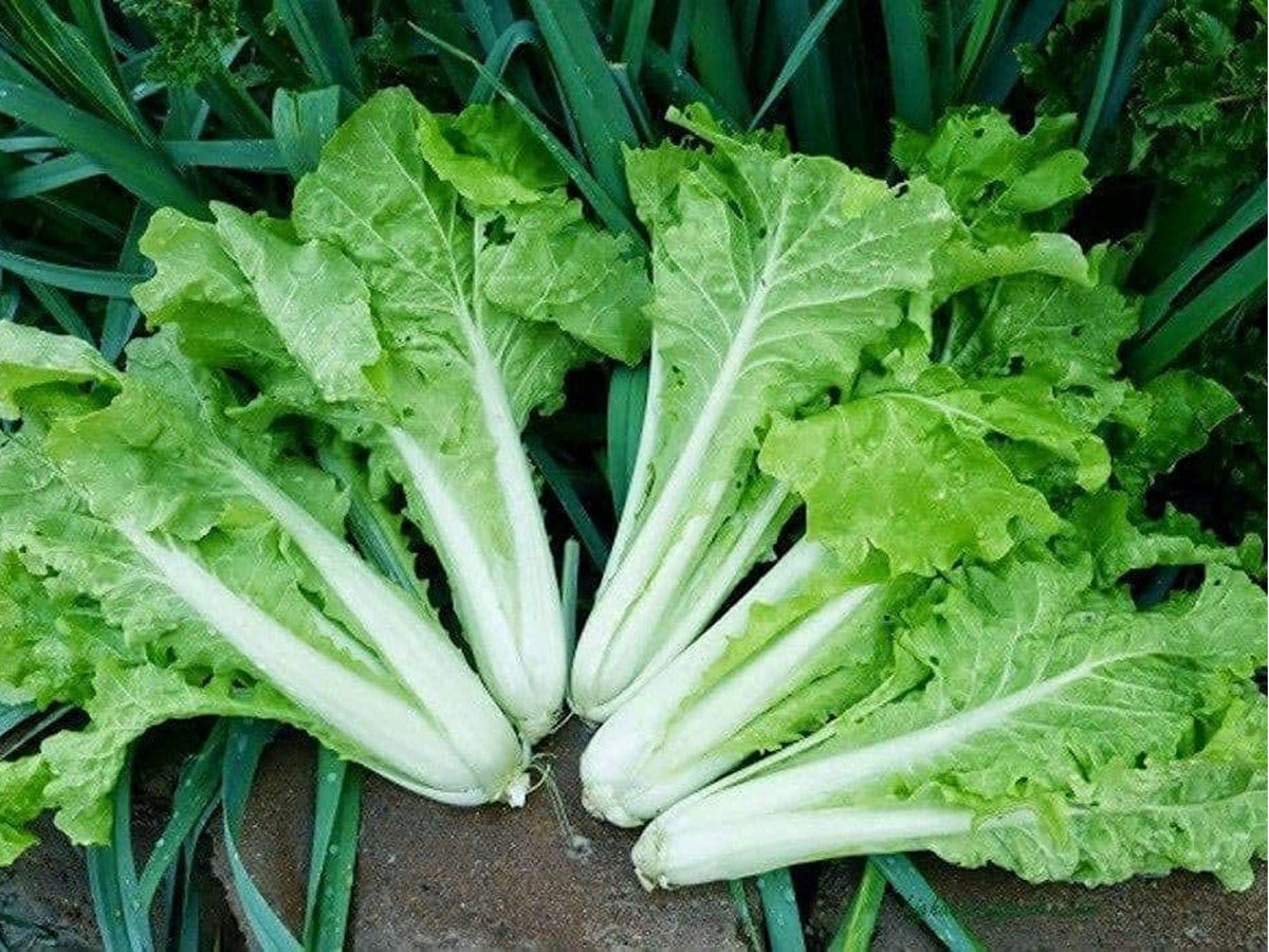 Fun Jen Frilly Pak Choi Seeds – Hybrid Brassica rapa subsp. chinensis, Frilled Green Leaves, Non-GMO, 100 Seeds