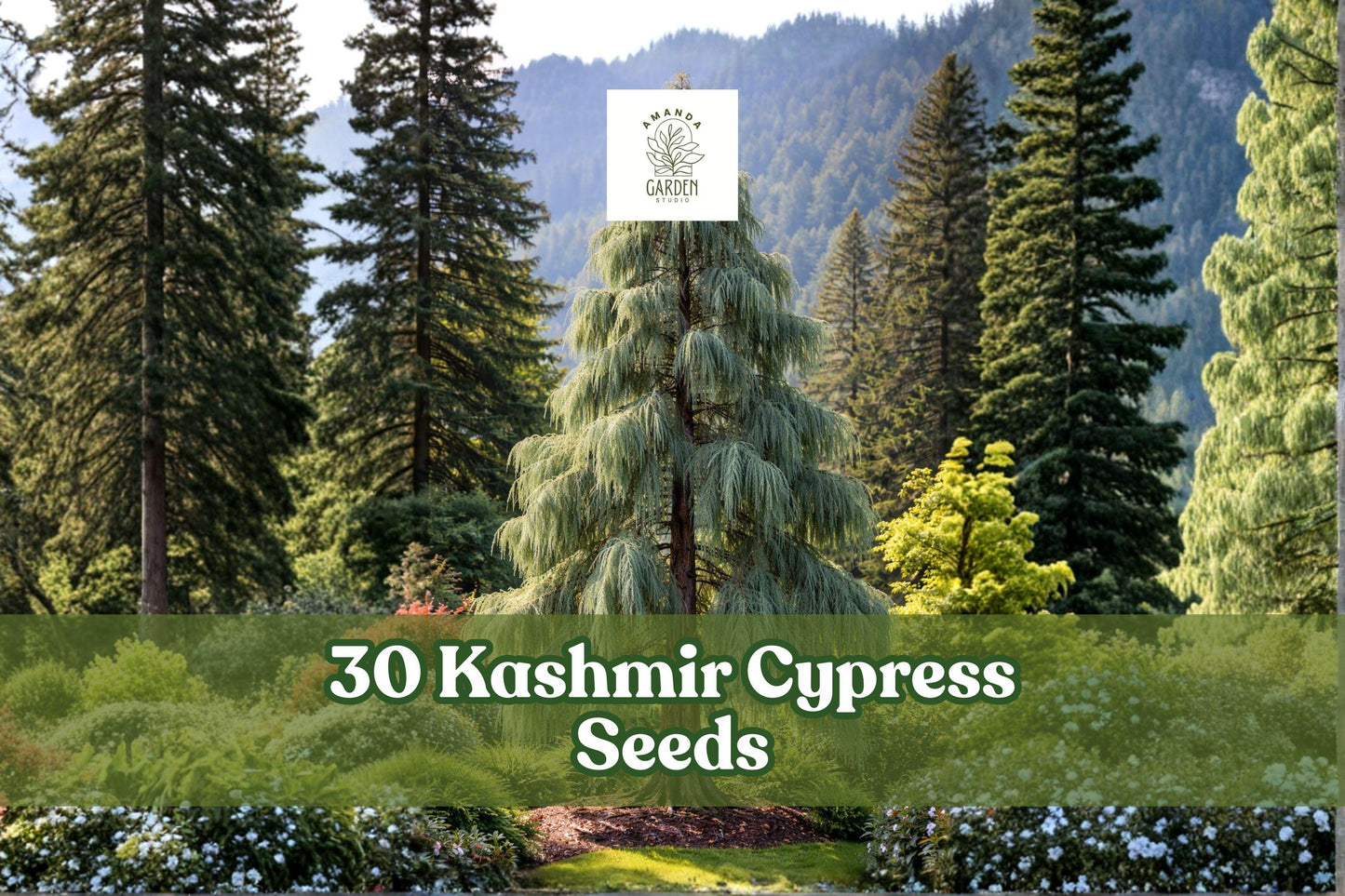 30 Kashmir Cypress Seeds – Cupressus cashmeriana Weeping Evergreen Tree with Blue-Green Foliage for Ornamental Gardens