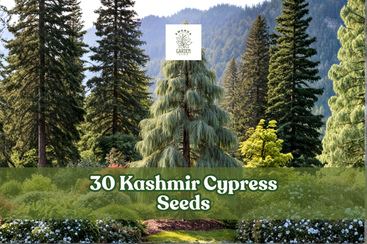 Kashmir Cypress Seeds – Weeping Evergreen Tree with Blue-Green Foliage – Cupressus cashmeriana, Ornamental Landscape Plant, 30 Seeds