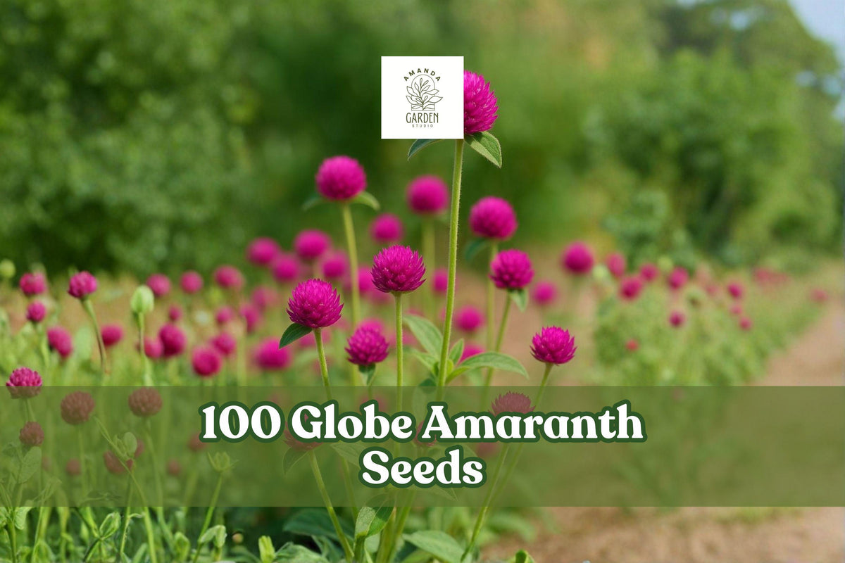 100 Globe Amaranth Seeds – Gomphrena globosa Purple Flower, Bright Round Blooms, Garden, Cut Flowers, Annual, Full Sun