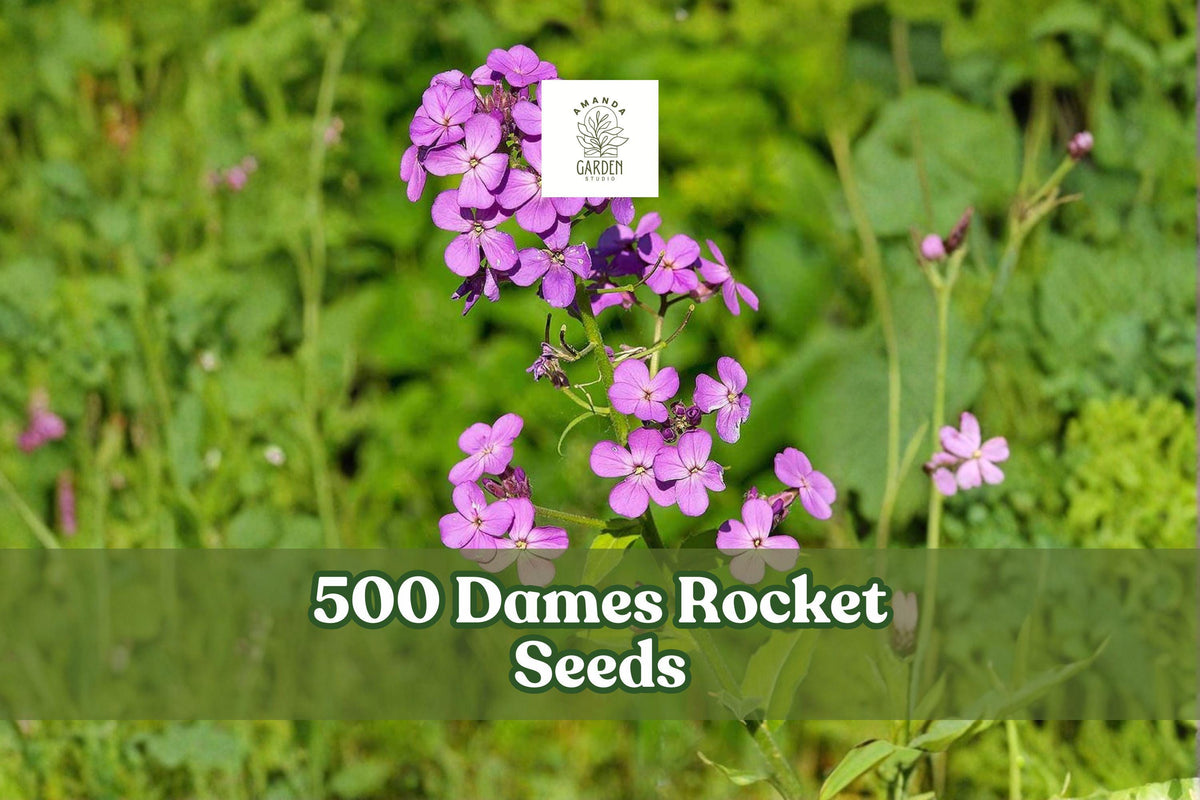 500 Dame’s Rocket Seeds – Hesperis matronalis Mixed Flowers for Garden, Cottage, and Wildflower Beds