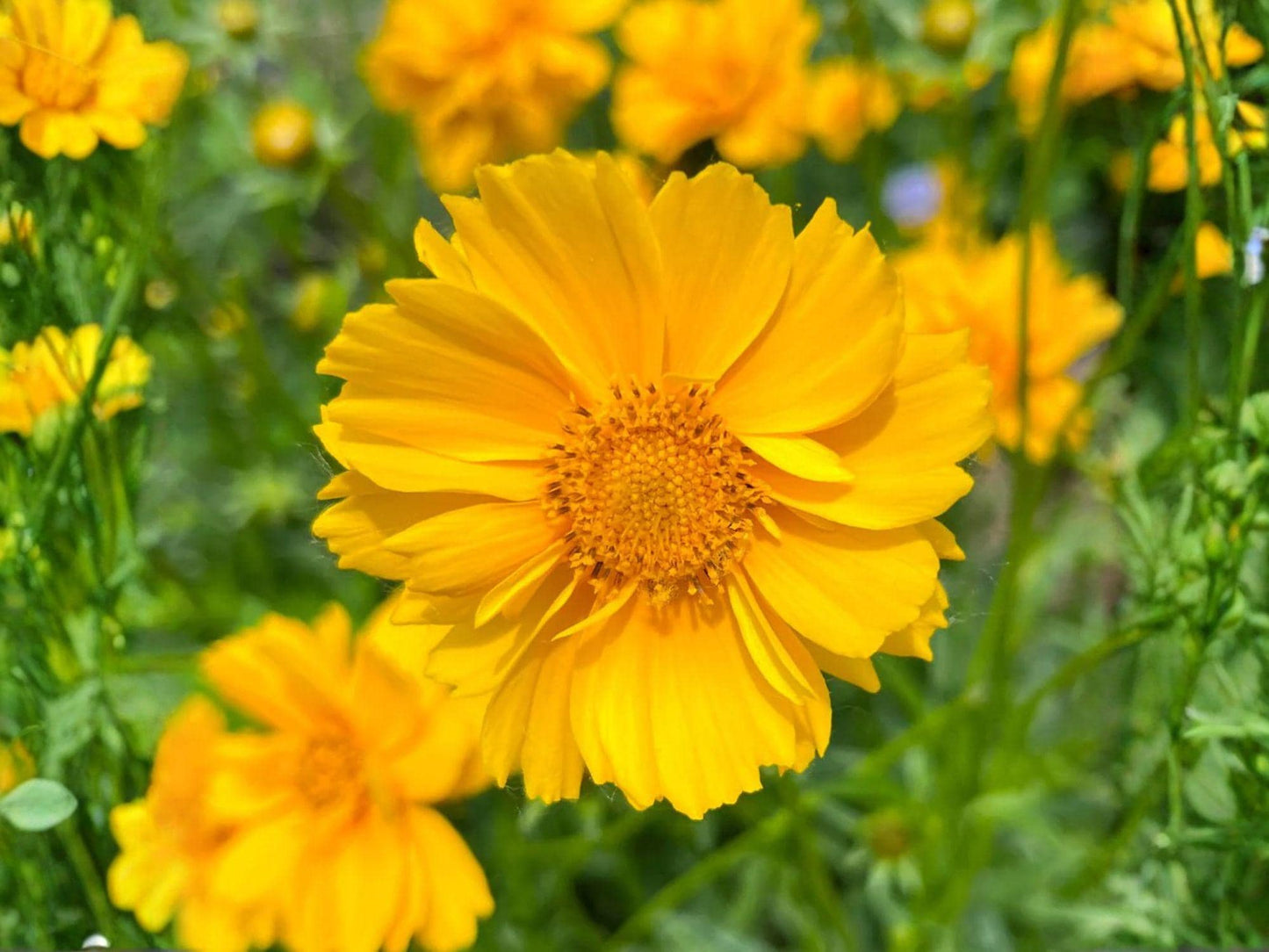 Lanceleaf Coreopsis Seeds – Dwarf Yellow Wildflower for Pollinator Gardens, Native Perennial (50 Seeds)