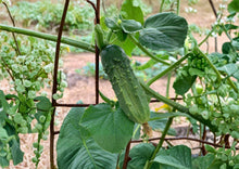 National Pickling Cucumber Seeds – Heirloom, Short Blocky Dark Green Fruits, Perfect for Pickling and Home Canning