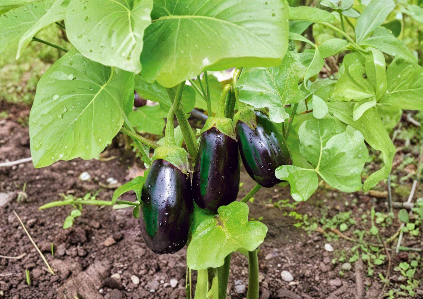 Black Beauty Eggplant Seeds - Heirloom, High Yield, Large Deep Purple Fruits, Gourmet Culinary, Solanum melongena, 100 Seeds
