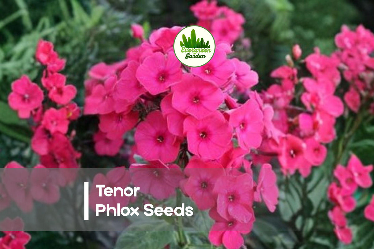 Tenor Phlox Seeds – Bright Red Blooms, Compact Bushy Plants, Pollinator-Friendly, Phlox drummondii, 100 Seeds