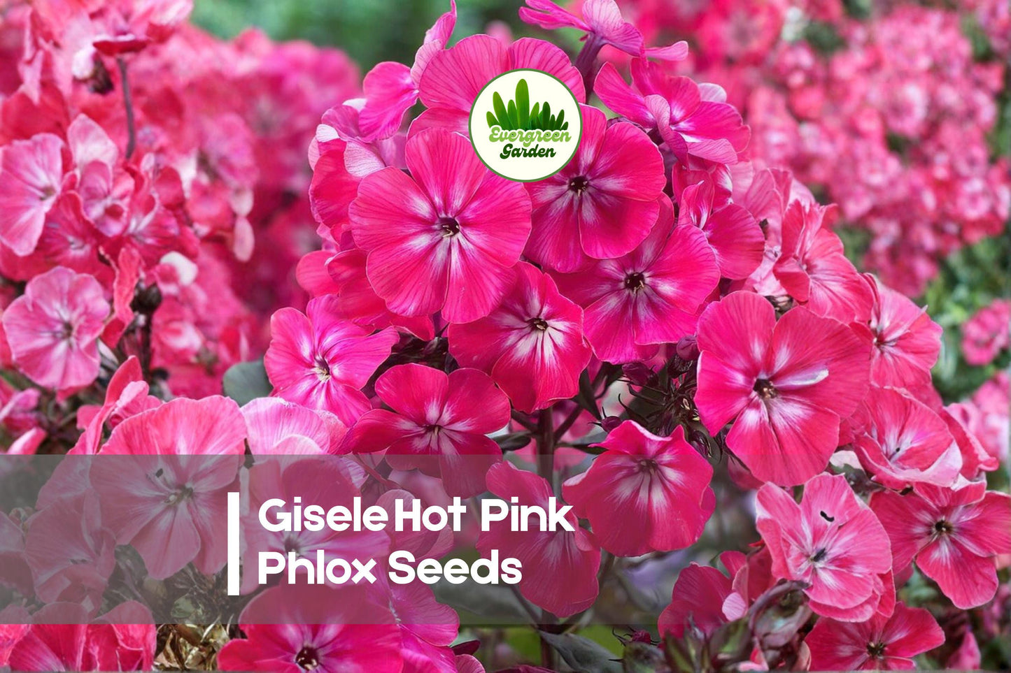 Gisele Hot Pink Phlox Seeds – Bright Magenta-Pink Blooms, Compact, Bushy, Pollinator-Friendly, Phlox drummondii, 100 Seeds
