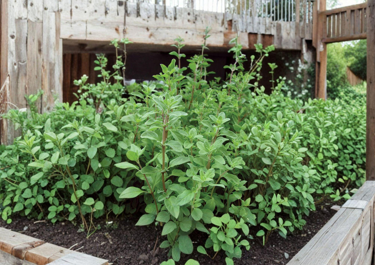 Sweet Marjoram Herb Seeds - 500 Heirloom Culinary Garden Seeds for Fresh, Aromatic, and Flavorful Cooking