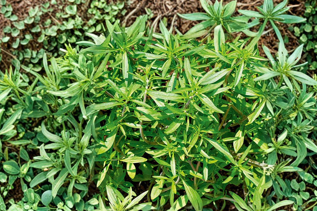 Summer Savory Seeds - Heirloom Satureja hortensis, 500 Seeds Pack for Culinary Herb Gardens, Fast-Growing Annual Herb