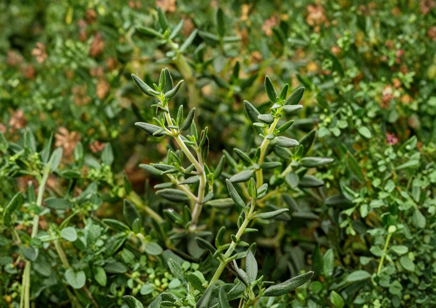 Heirloom Thyme Seeds - 300 Aromatic Culinary Herb Seeds - Common Thyme (Thymus vulgaris) for Herb Gardens & Borders