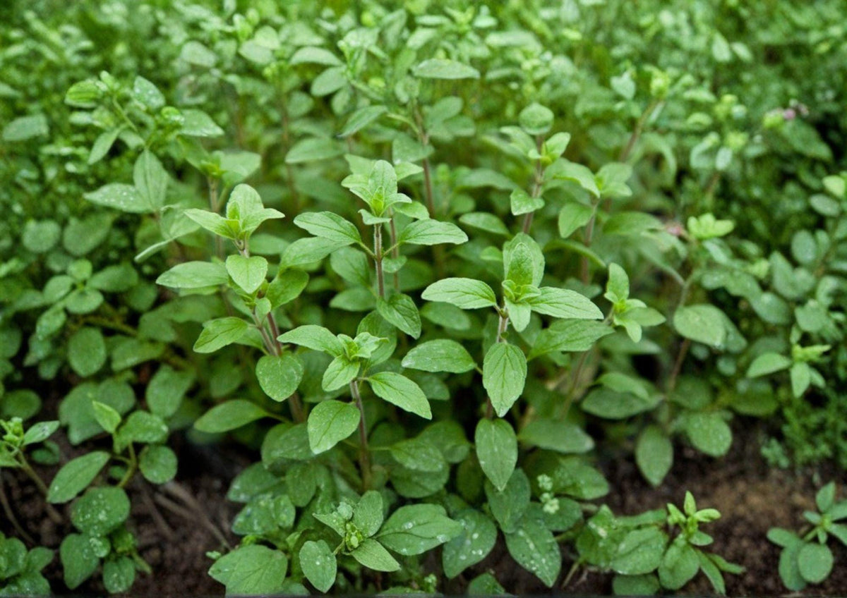 Italian Oregano Herb Seeds - Aromatic Culinary Perennial, 100 Seeds, Mediterranean Flavor, Botanical Name Origanum vulgare