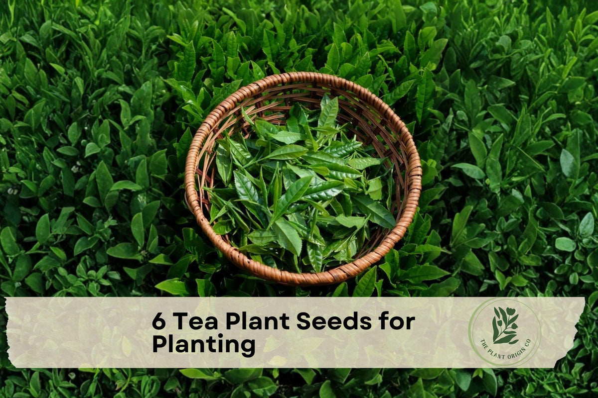6 Camellia sinensis Tea Plant Seeds for Growing Evergreen Shrub, Foliage, Container or Garden Planting