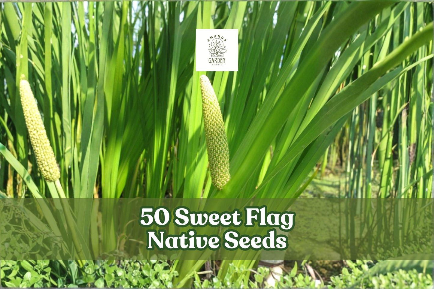 50 Sweet Flag Native Seeds Acorus americanus Perennial Grass-like Foliage for Garden & Landscaping