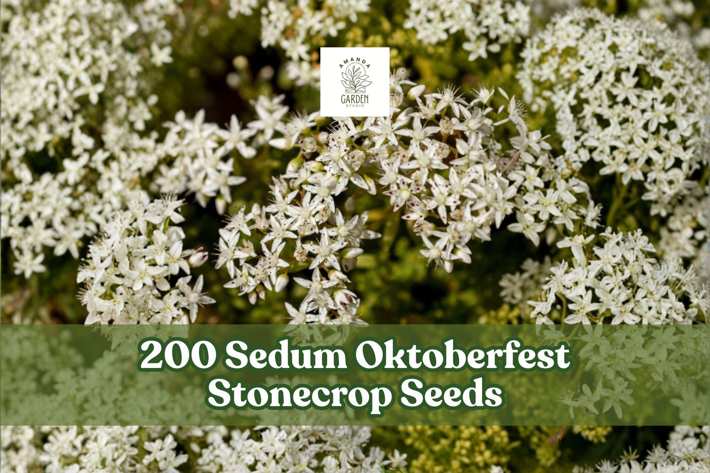 200 Sedum Oktoberfest Stonecrop Seeds for Planting - Succulent Ground Cover, Creeping, Perennial, Sedum acre