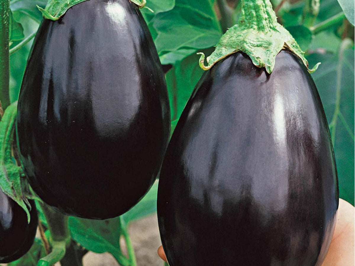 Black Beauty Eggplant Seeds – Heirloom, Non-GMO, Large Deep Purple Fruits, Classic Variety for Home Gardening
