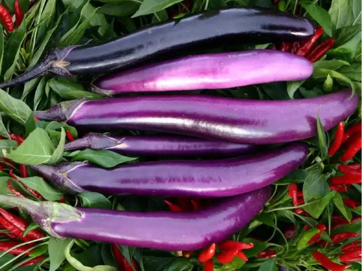 Long Purple Eggplant Seeds – Heirloom, Non-GMO, Slender Fruits for Cooking | Solanum melongena