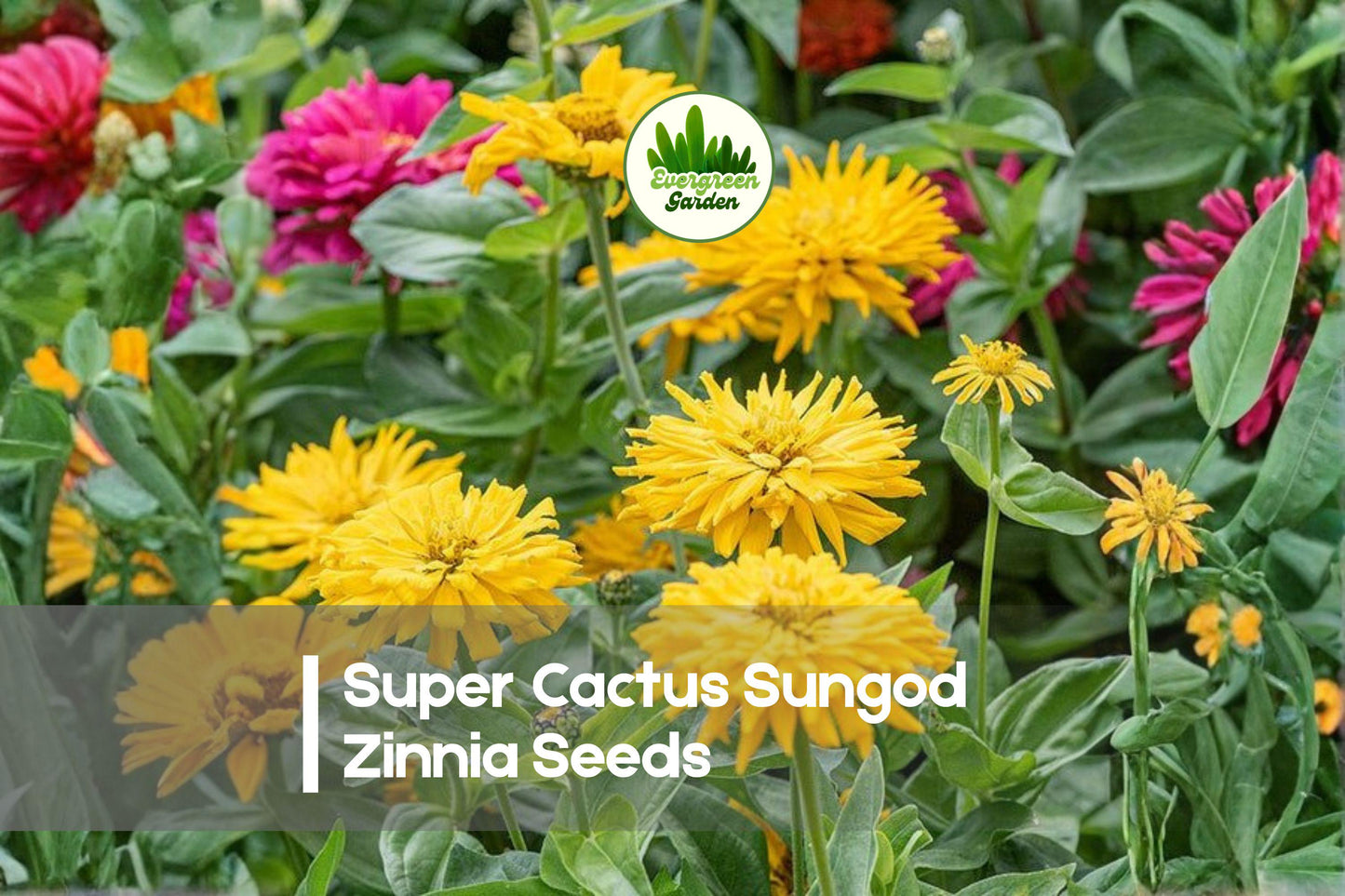 Super Cactus Sungod Zinnia Seeds, Zinnia elegans, Bright Yellow & Golden, Flowering Annual for Cut Flowers & Garden Beds