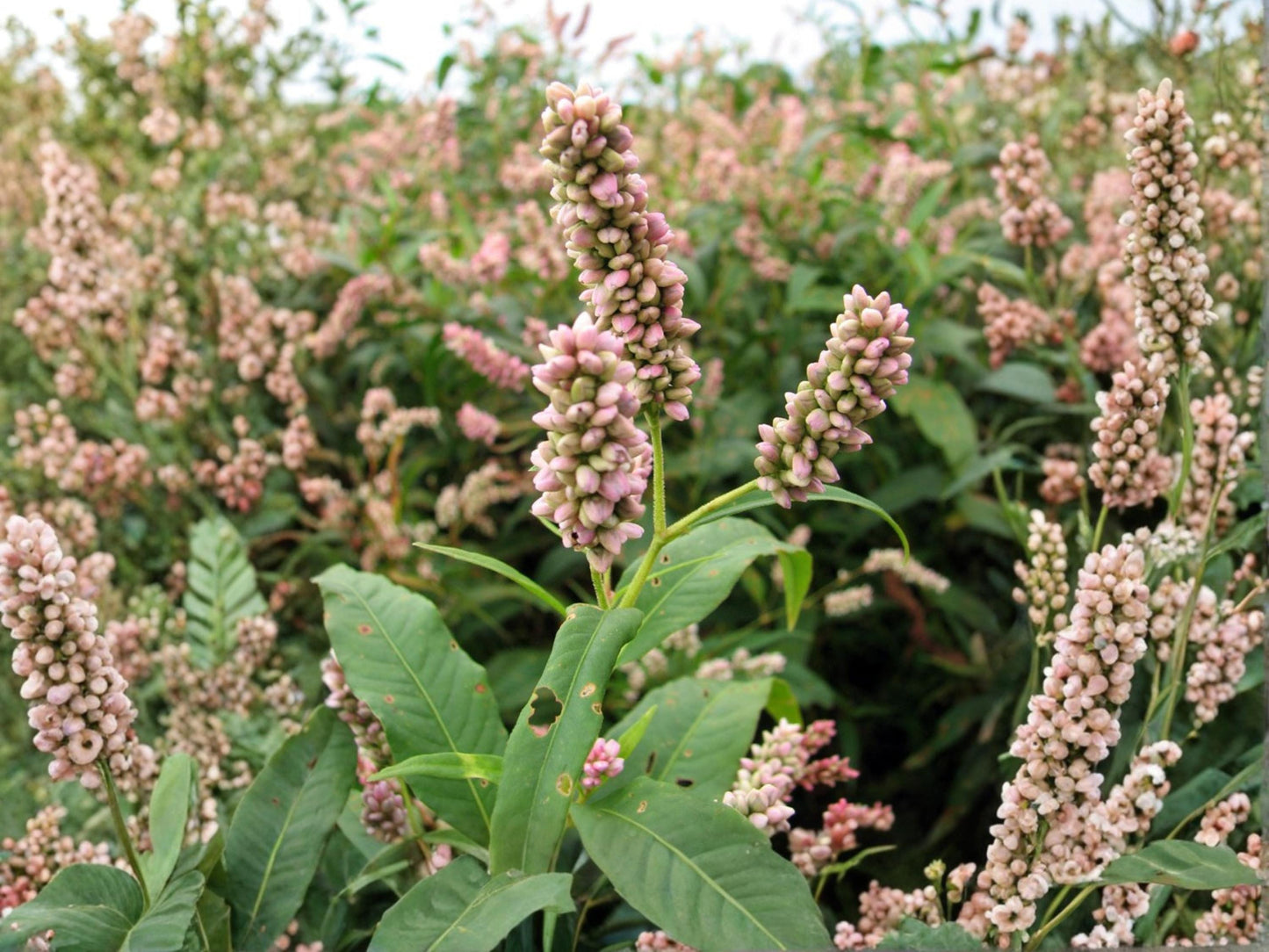 Pinkweed Seeds (15) – Persicaria pensylvanica – Native Wildflower for Pollinators & Wildlife Habitat