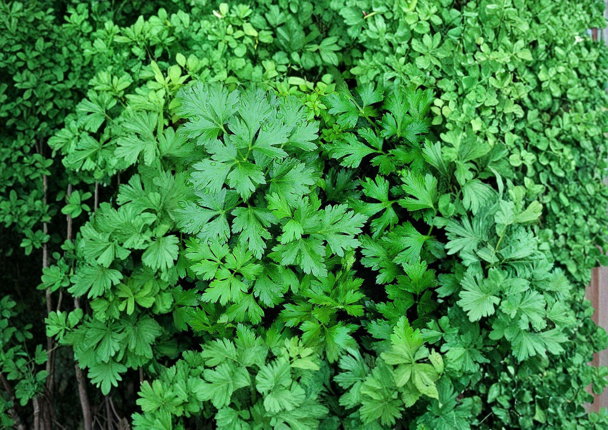 Italian Giant Parsley Seeds - Dark Green Flat Leaf Heirloom Culinary Herb, 500 Seeds