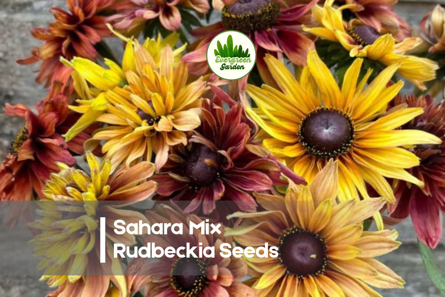 200 Sahara Mix Rudbeckia Seeds – Warm Tones, Bright Flowers, Rudbeckia hirta, Summer Bloom, Pollinator Friendly, Garden Borders