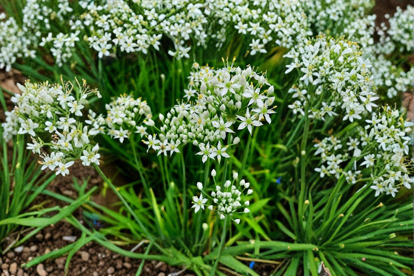 Flowering Chinese Leek Seeds, Garlic Chives, Heirloom Non-GMO Herb, Edible Flowers, Culinary & Ornamental, 100 Seeds