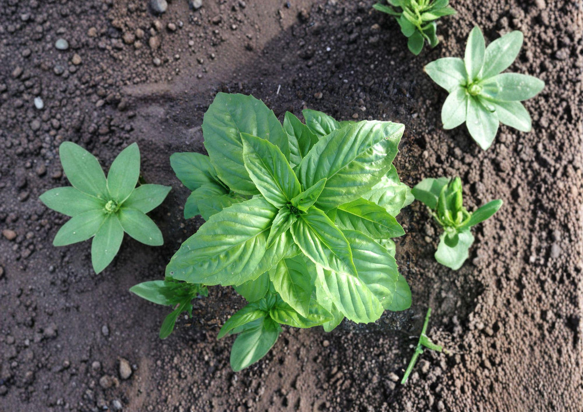 Genovese Basil Seeds Heirloom Sweet Italian Culinary Herb for Pesto, Pasta, and Salads (500 Seeds)