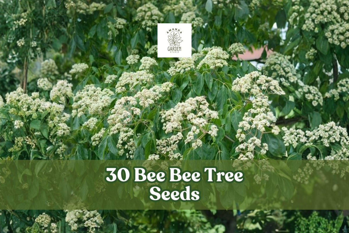 30 Bee-Bee Tree Seeds Tetradium daniellii Ornamental Deciduous Tree with White Summer Flowers