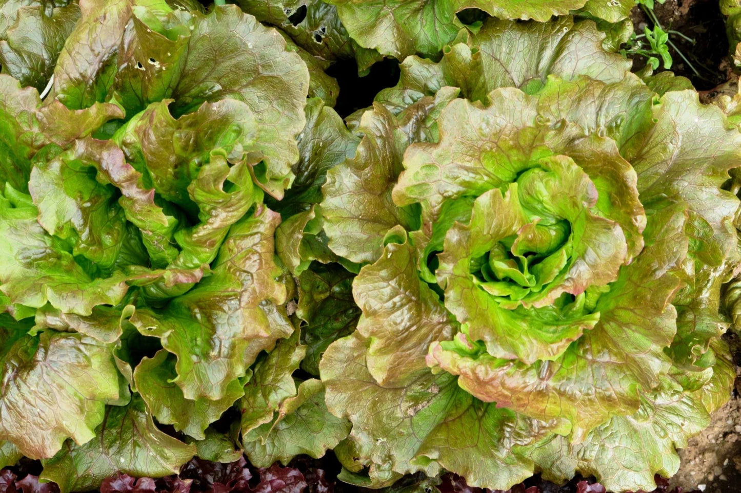 Bronze Mignonette Butterhead Lettuce Seeds - Heirloom Non-GMO Mini Bibb Variety for Salad Gardens